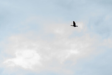 A bird is flying in the sky. The sky is cloudy and the bird is flying high. The sky is blue and the clouds are white