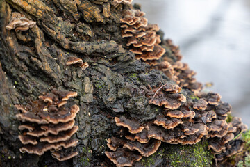 A tree trunk is covered in a variety of brown and green mushrooms. The mushrooms are growing in clusters and are spread out across the trunk. Some of the mushrooms are larger and more prominent