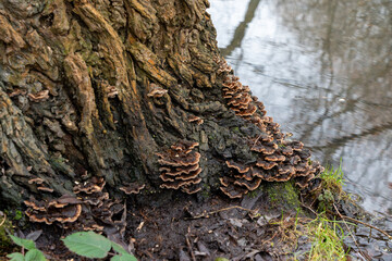 A tree trunk covered in mushrooms. The mushrooms are growing on the bark of the tree. The tree is near a body of water