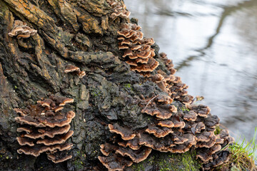 A tree with a large amount of mushrooms growing on it. The mushrooms are brown and appear to be growing on the bark of the tree