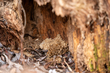 A small hole in a tree trunk. There is a small bee inside the hole. The hole is about the size of a quarter