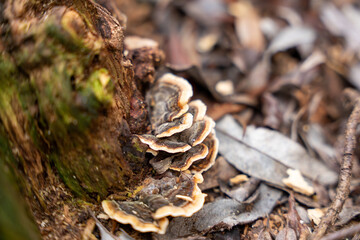A mushroom is growing on a tree stump. The mushroom is brown and white