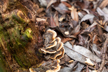 A large mushroom is growing on a tree stump. The mushroom is brown and white. The stump is covered in leaves and twigs