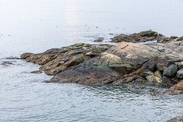 Scenic Coastal View of Rocky Shoreline in Sidney, Vancouver Island