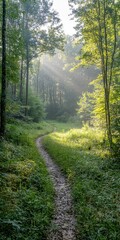 Obraz premium Sunlight streaming through trees onto a forest path, highlighting a serene and beautiful natural scene