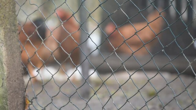Zigzag wire fence pattern of chicken coop and chickens out of focus in background
