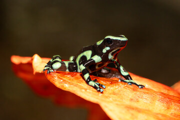Dendrobates auratus, the green and black poison dart frog or the green and black poison arrow