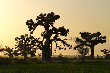 West Africa. Senegal. Picturesque contours of grandiose baobabs on a peanut field in the rays of...