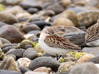 A juvenile Western Sandpiper roosting on a rocky shoreline