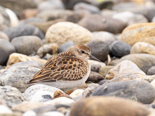 A juvenile Least Sandpiper standing on a rocky beach
