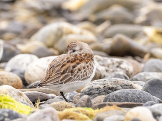 A juvenile Western Sandpiper roosting on a rocky shoreline