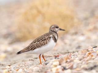 A juvenile Ruddy Turnstone walking on a pebbly beach