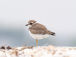A juvenile Semipalmated Plover standing on a sandy beach