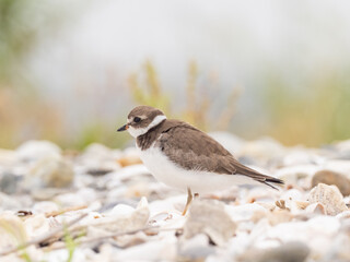 A juvenile Semipalmated Plover standing on a sandy beach