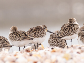 A juvenile Western Sandpiper on a rocky shoreline amongst roosting Semipalmated Sandpipers