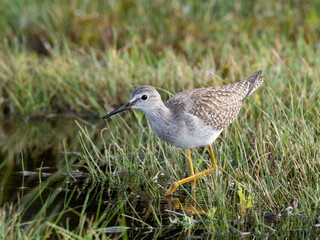 A juvenille Lesser Yellowlegs feeding in a grassy puddle