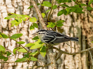A Black-and-White Warbler perched on small branch amongst green foliage