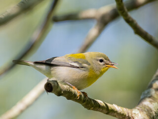 A close up of a juvenile Northern Parula Warbler perched on a branch and eating an insect