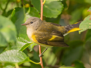 A close up of a female American Redstart