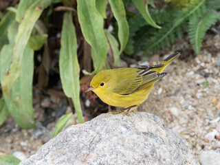 A female Yellow Warbler perched low on a rock