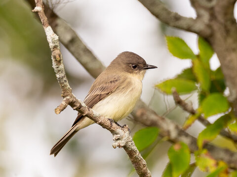 An Eastern Phoebe perched on a small branch