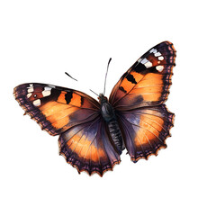 Stunning orange painted lady butterfly wingspan close up transparent background