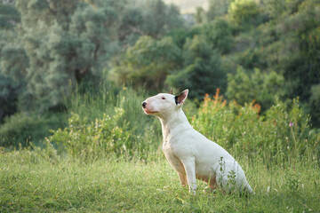 Fototapeta premium A white bull terrier sits upright in a grassy field, surrounded by trees and nature. The calm expression and peaceful surroundings create a serene portrait of the dog outdoors.