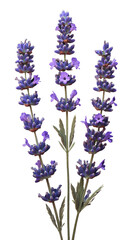 Fototapeta premium Lavender flowers with vibrant purple petals and green stems symbolizing relaxation, fragrance, herbal essence, isolated on transparent background.