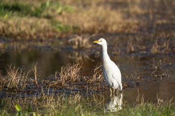 Cattle egret (Bubulcus ibis) standing in a shallow wetland with a blurred natural background. The white plumage and yellow beak contrast with the earthy tones of the environment.
