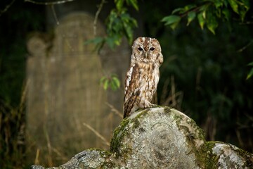 owl on an old tombstone