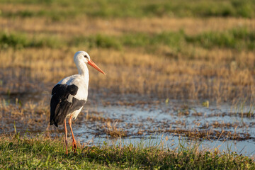 White stork (ciconia ciconia) standing in a wetland with soft sunlight. The bird has a long orange beak and black-and-white plumage, contrasting with the natural background. Wildlife concept.