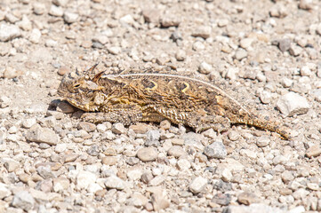 Texas Horned Lizard