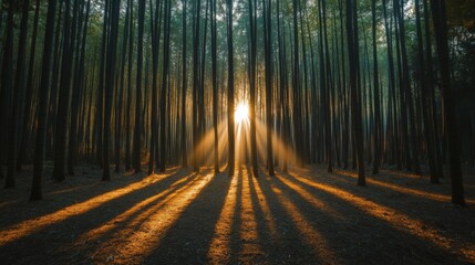 Fototapeta premium Sunbeams Through the Forest at Sunrise