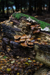A huge stump overgrown with green moss and mushrooms after rainy weather. Yellow leaves around the stump.