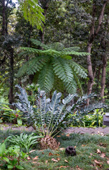 Greenery in a Botanical garden, Monte, Funchal, Madeira