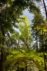 Greenery in a Botanical garden, Monte, Funchal, Madeira