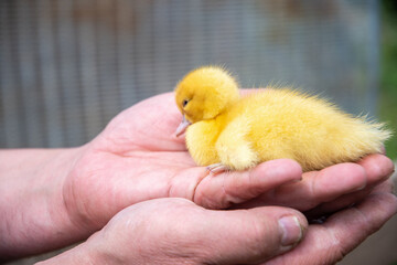 farmer tenderly holds a small newborn yellow duckling in his arms, showing care and love for animals,