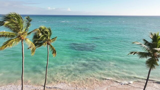 A drone view of the tropical palm trees with coconuts and the ocean in the background with crystal blue water in Punta Cana, Dominican Republic.