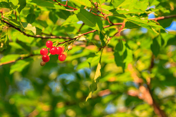 A cluster of red berries hanging from a tree