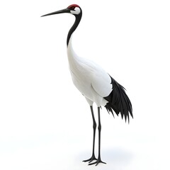 Obraz premium Long-legged wading bird, red-crowned crane, elegant white plumage, black wing tips, slender black legs, long pointed beak, red crown, striking monochrome coloration, wildlife photography, nature 