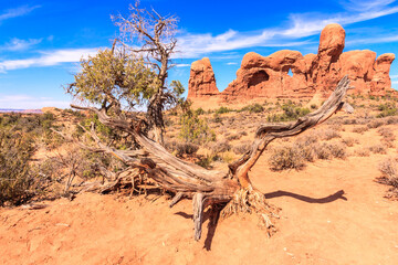A tree stump is in the desert with a blue sky in the background