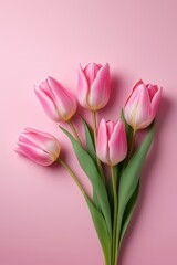 Fototapeta premium there are three pink tulips on a pink background