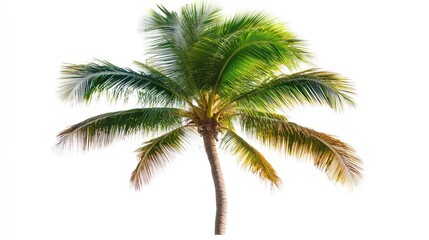 Fototapeta premium Tropical palm tree against white background, ideal for travel or vacation brochures