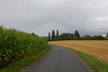 Corn field in cloudy weather on the sky with clouds and meadow and natural landscapes background. The road leading to the horizon. Farming and agriculture, сorn planting in Germany