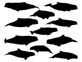 BELUGA WHALES SILHOUETTE ON WHITE BACKGROUND