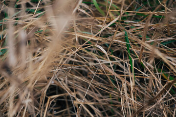 Dry grass. View from above. Late Autumn