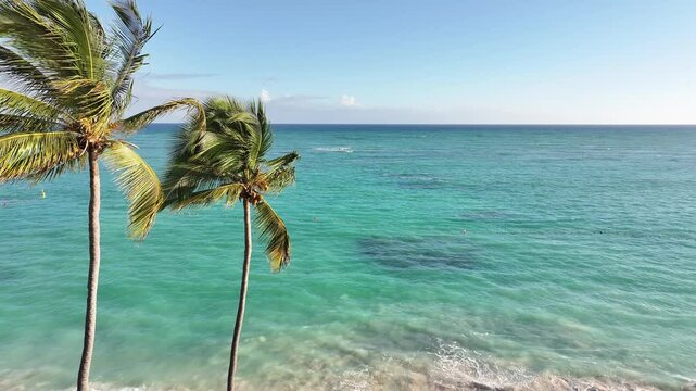 A drone view of the tropical palm trees with coconuts and the ocean in the background with crystal blue water in Punta Cana, Dominican Republic.