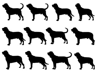 BLOODHOUND DOG SILHOUETTE ON WHITE BACKGROUND