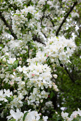 White floral background.