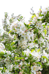 White crab apple floral background.